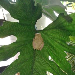 Meet your Posher, Sachi